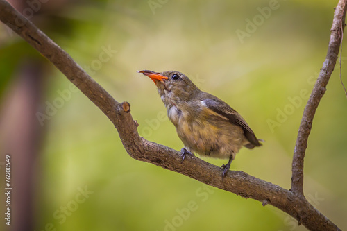 Portrait of young Scarlet-backed Flowerpecker photo