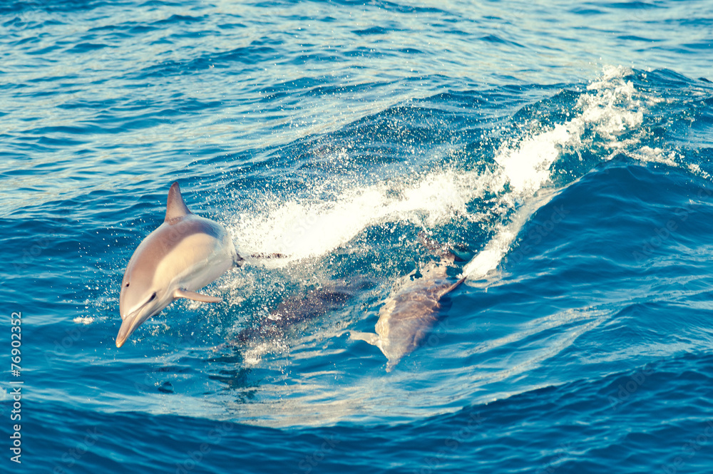 Obraz premium dolphins jumping