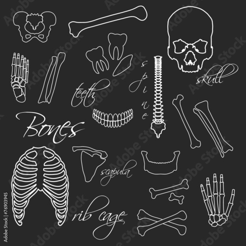 human bones white outline symbols on blackboard eps10