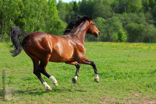 Quadro su tela Hanoverian horse gallop meadow seen side-on