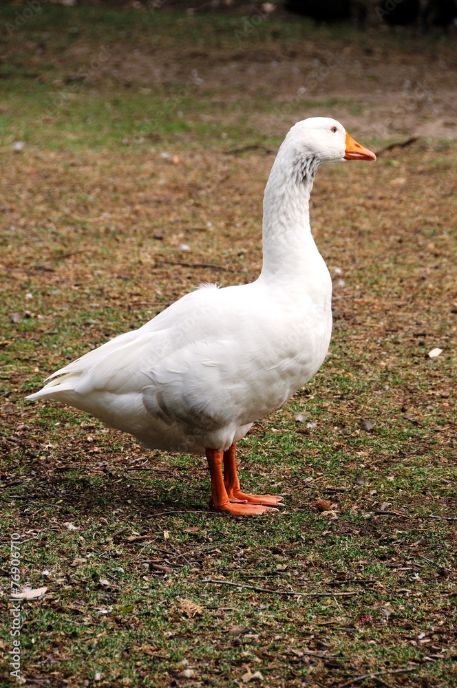 Fototapeta premium Hausgans - in der Wildnis - Australia