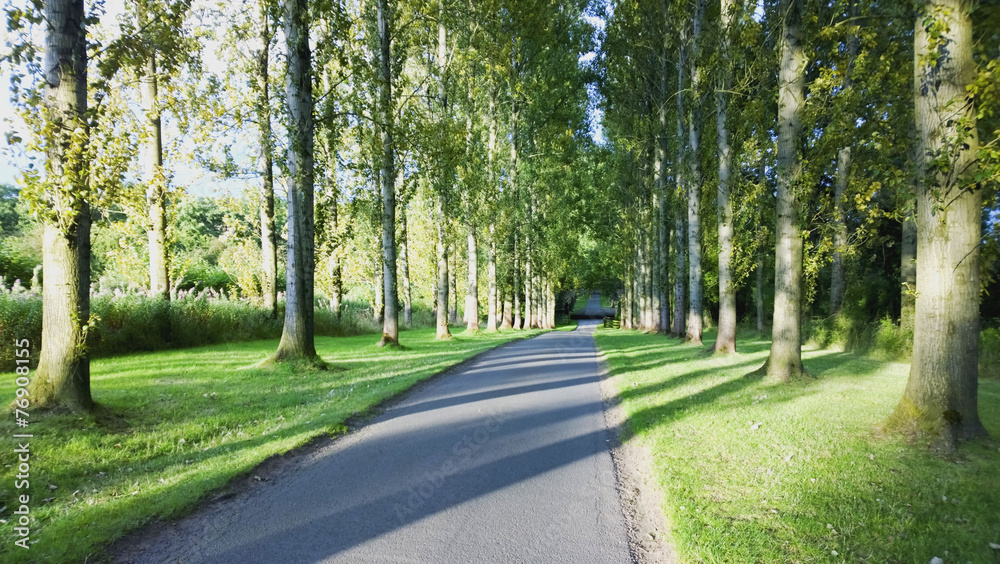 road through trees