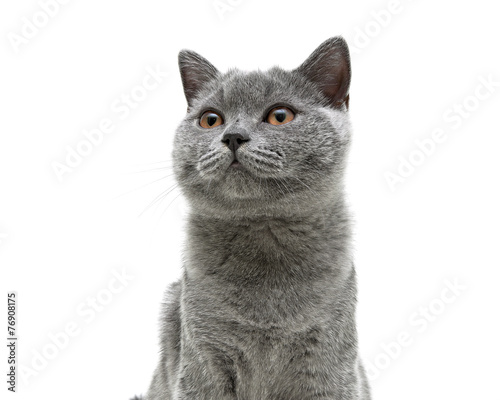 young gray cat with yellow eyes on a white background background