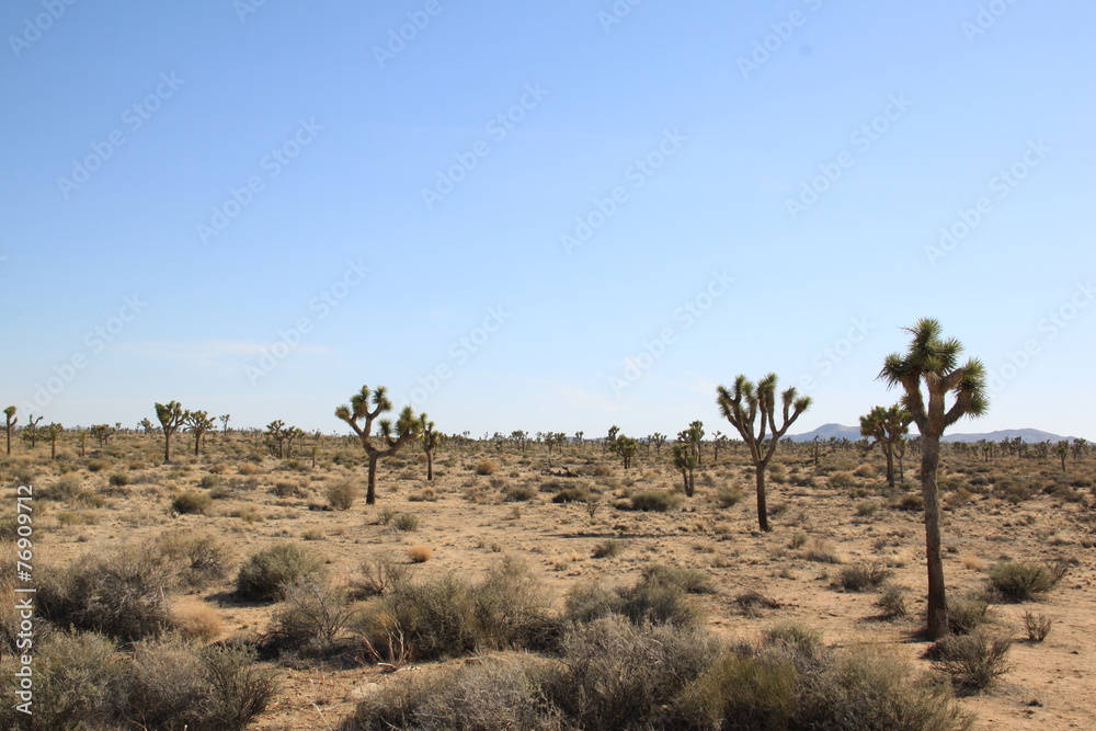 Joshua Tree