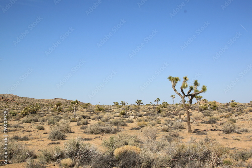 Joshua Tree