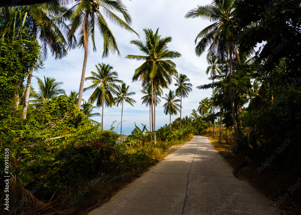 Road in the palm jungle of Thailand