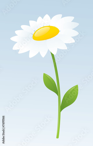 Fototapeta Naklejka Na Ścianę i Meble -  White Daisy
