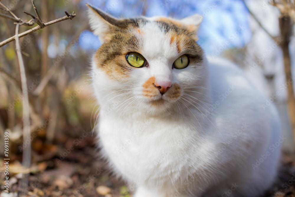 アップののらねこ アップののらねこ