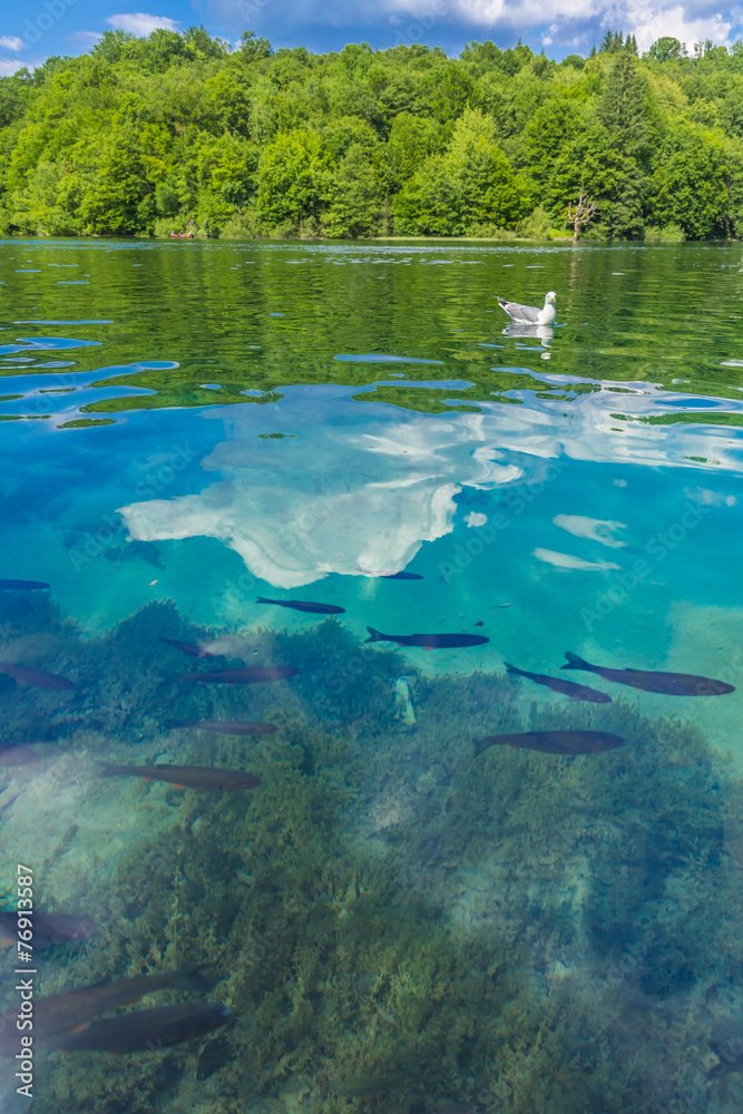 Nature, Plitvice Lakes NP, Croatia Nature, Plitvice Lakes NP, Croatia