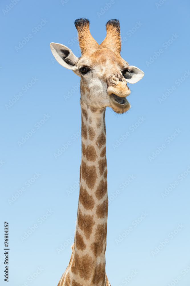 Fototapeta premium giraffe head