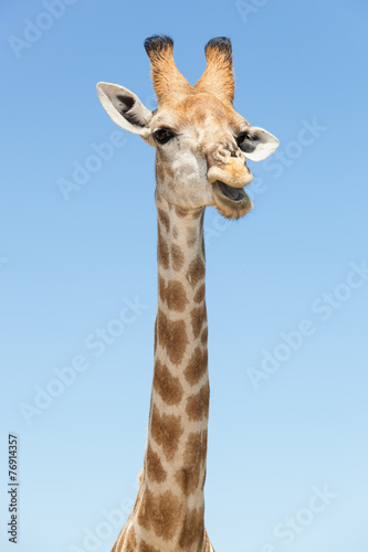 giraffe head © picture.jacker
