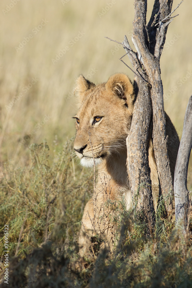 Fototapeta premium young lion in the savanna
