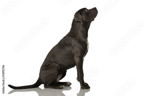 Fototapeta Naklejka Na Ścianę i Meble -  Cane Corso