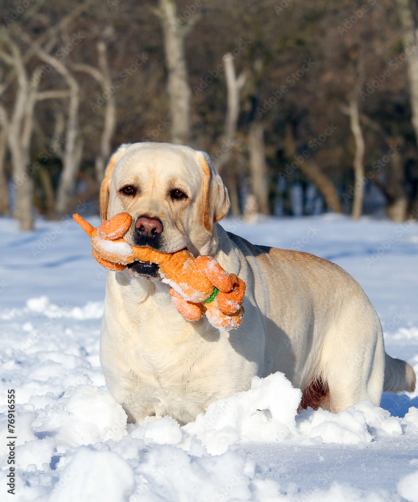 yellow labrador in winter with an orange toy portrait