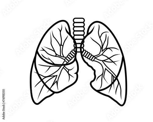lungs