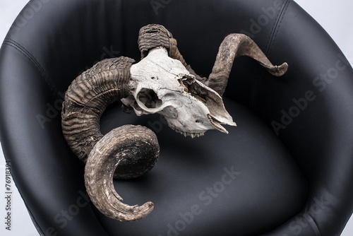 Ram skull in an armchair © krstrbrt