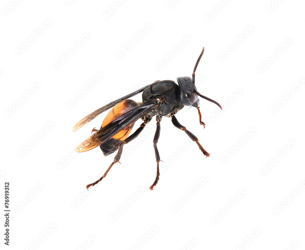 Wasp isolated on white