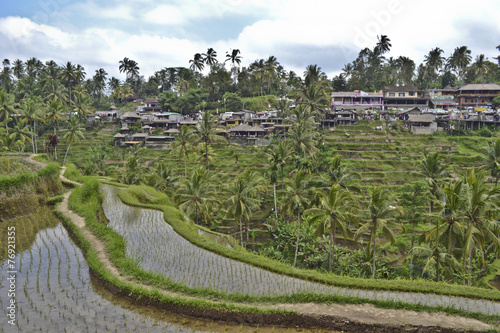 Tegalalang: risaie a terrazza 