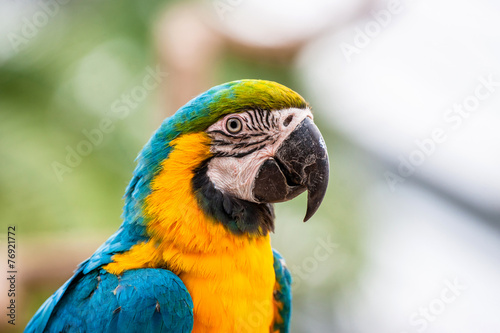 Colorful parrot in the jungle
