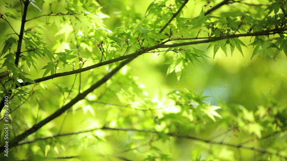 Japanese green Maple tree Koch Sanso garden Kyoto Japan Japanese green Maple tree Koch Sanso garden Kyoto Japan