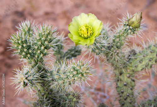 wild cactus with yellow bloom