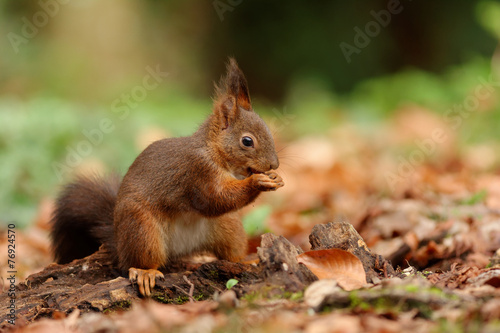 écureuil gourmand © cedric33