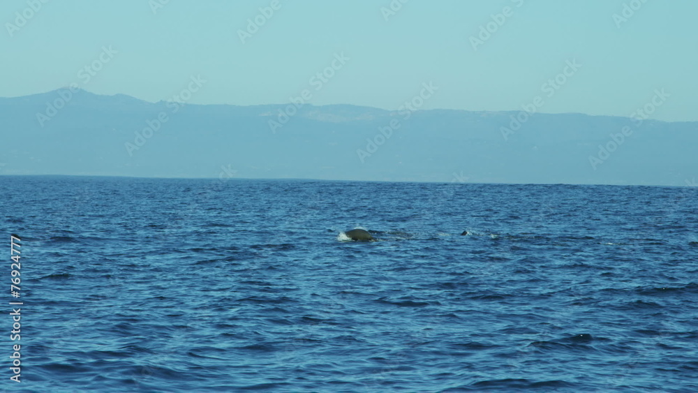 Sea lions Humpback Whales blowholes, California coastline, USA Sea lions Humpback Whales blowholes, California coastline, USA