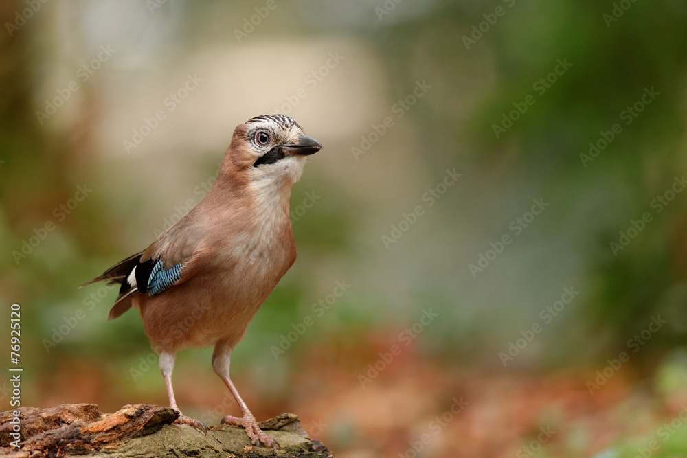 Fototapeta premium beau comme un geai