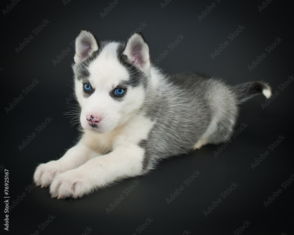 Obraz premium Husky Puppy
