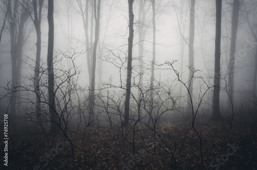 spooky misty forest