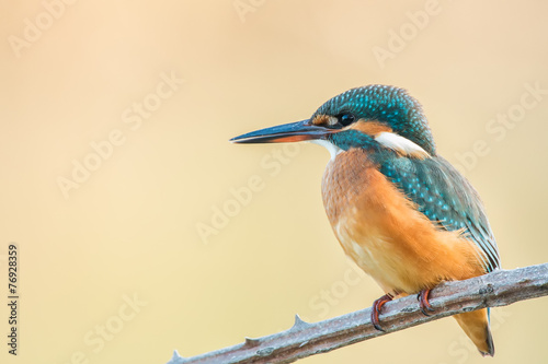 female kingfisher