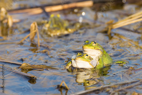 Two green frogs in the lake.