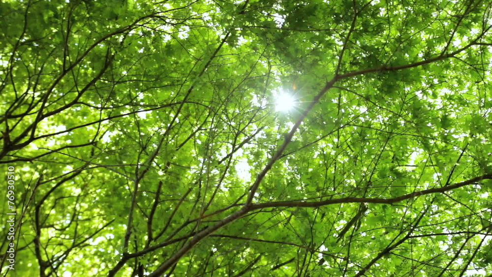 Green Japanese Maple tree Acer Koch Sanso garden Kyoto Japan Green Japanese Maple tree Acer Koch Sanso garden Kyoto Japan