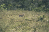 Young antelope with horns standing in field of grass. Mpongo gam
