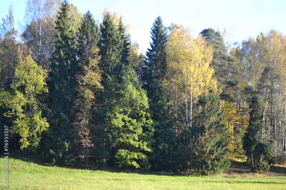 Autumn forest. Autumn forest.