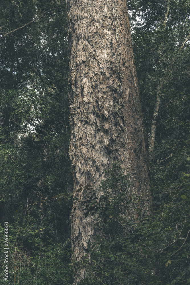 Fototapeta premium Stem of thousand years old big tree. Tsitsikamma National Park.
