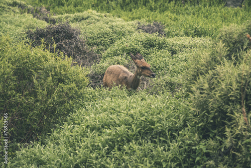Young antelope standing in bushes. Tsitsikamma National Park. Ea