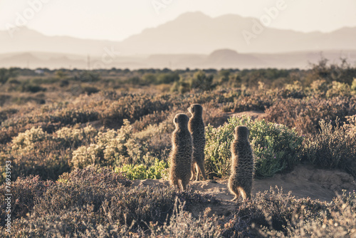 Three meerkats at sunrise standing towards the sun. Warming up. Fototapet
