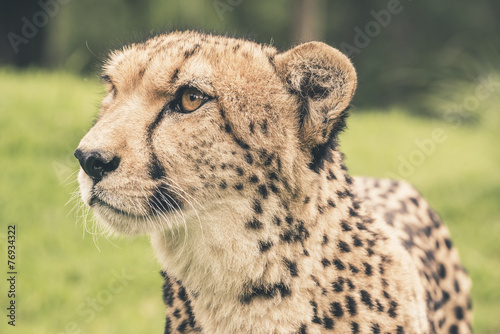 Headshot of cheetah against blurred green background. Tenikwa wi