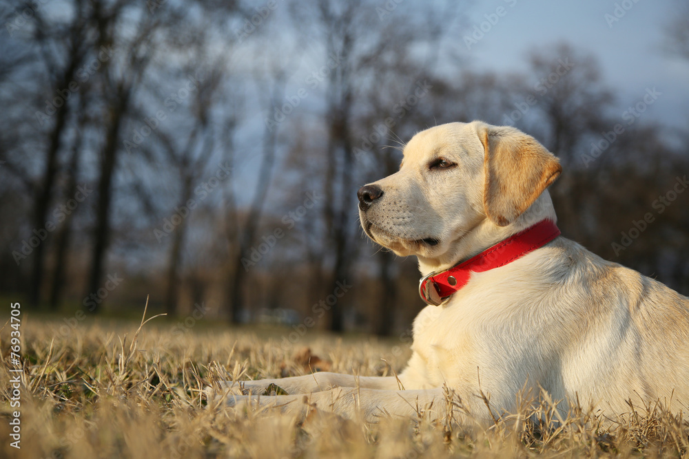 Labrador Retriever Puppy In Yard Labrador Retriever Puppy In Yard
