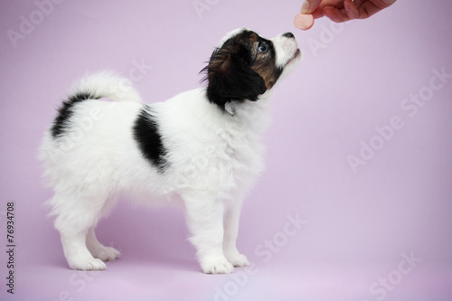 hand beckons sausage puppy