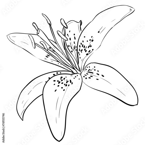 Fototapeta Naklejka Na Ścianę i Meble -  Vector sketch of flower