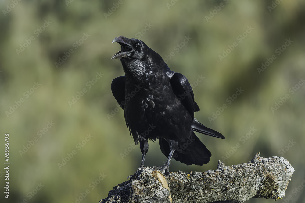 Fototapeta premium Corvus corax