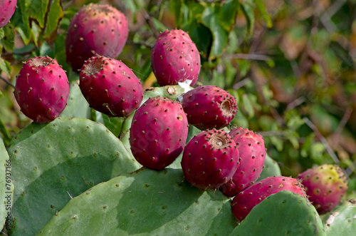 Ripe fruits of prickly pear
