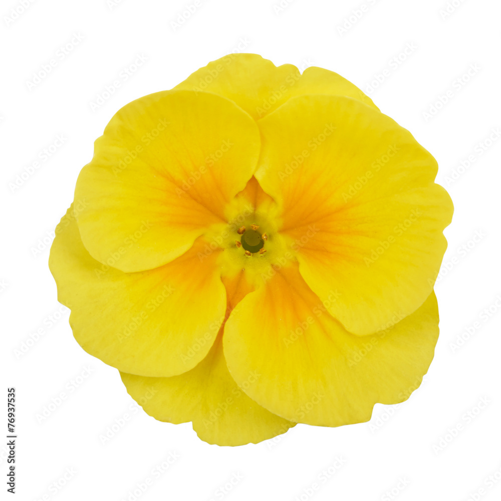 Primrose yellow flower violet isolated on white background