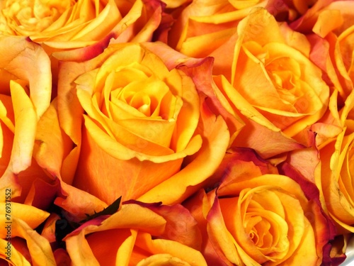 Orange yellow roses as a gift