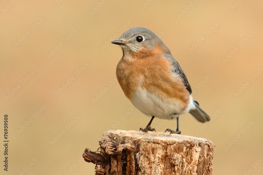 Female Eastern Bluebird Female Eastern Bluebird