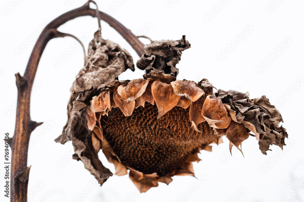 Naklejka premium Withered sunflower head in winter