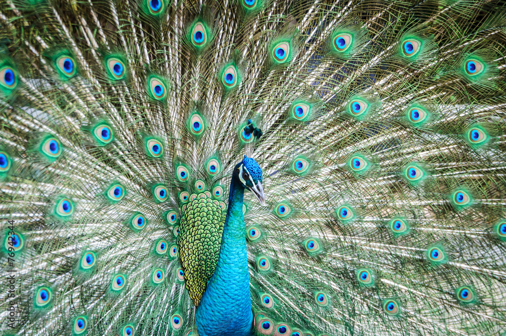 Naklejka premium peacock showing its beautiful feathers