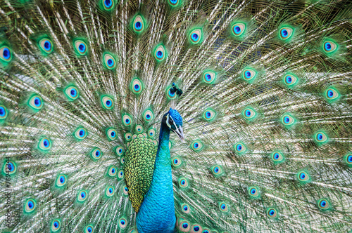 peacock showing its beautiful feathers